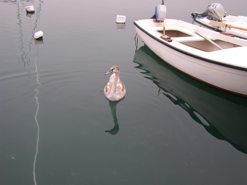 Labud u Posedarju (Foto: Josip Prskalo)