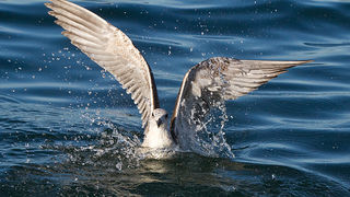 Jutarnja svađa galebova, foto: Leo Banić