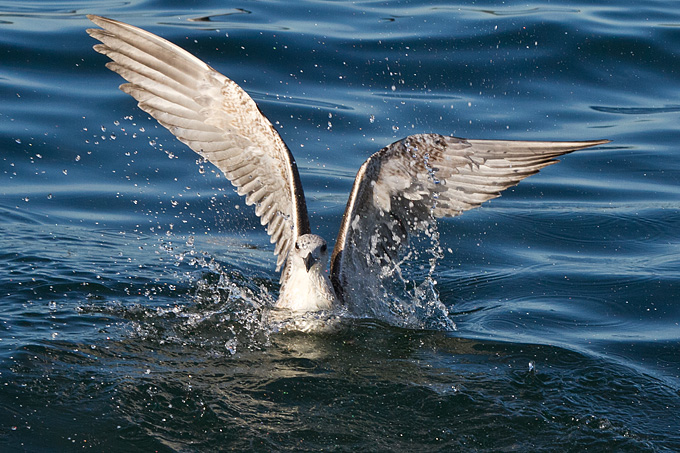 Jutarnja svađa galebova, foto: Leo Banić