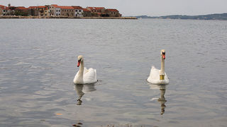 Labudovi u Bibinjama 6. svibnja 2013. Foto: Leo banić Labudovi u Bibinjama 6. svibnja 2013. Foto: Leo banić