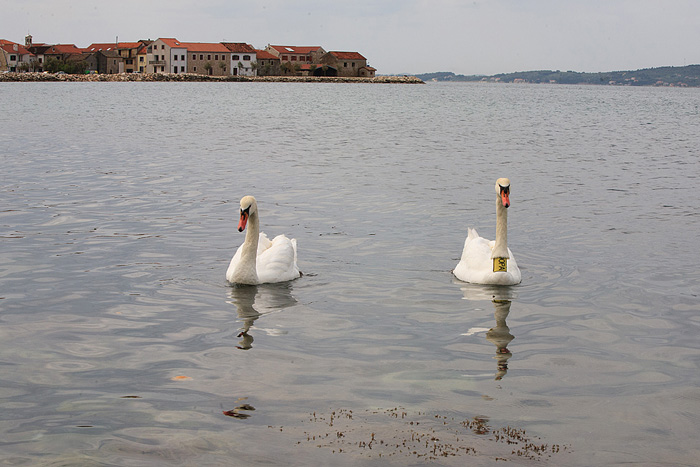 Labudovi u Bibinjama 6. svibnja 2013. Foto: Leo banić Labudovi u Bibinjama 6. svibnja 2013. Foto: Leo banić