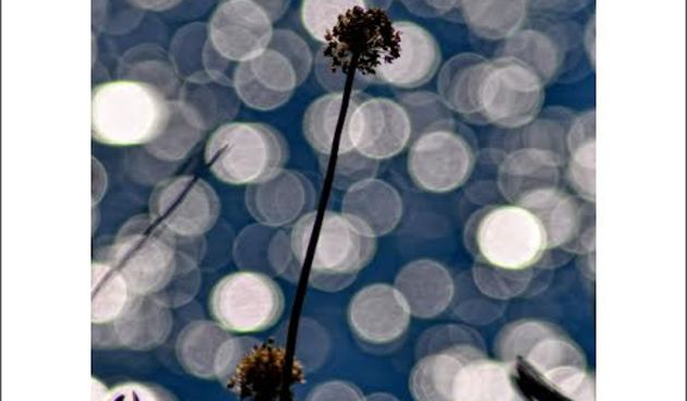 Promocija zbirke ljubavne poezije “Prst sudbine” autorice Sanele Bačić u Gradskoj knjižnici