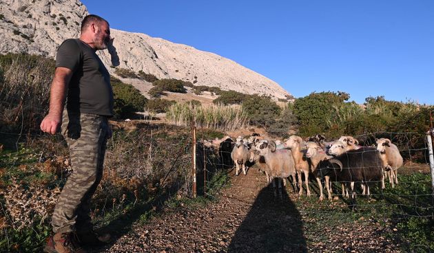 Paški OPG Fabijanić ima starački dom za ovce