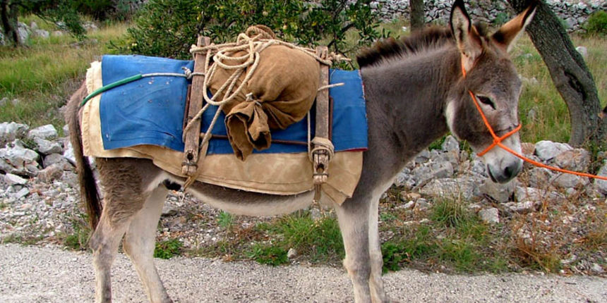 tovar / magarac tovar / magarac