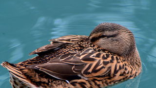 Đir 17. prosinca – uvala Maestral, Foto: Iva Perinčić