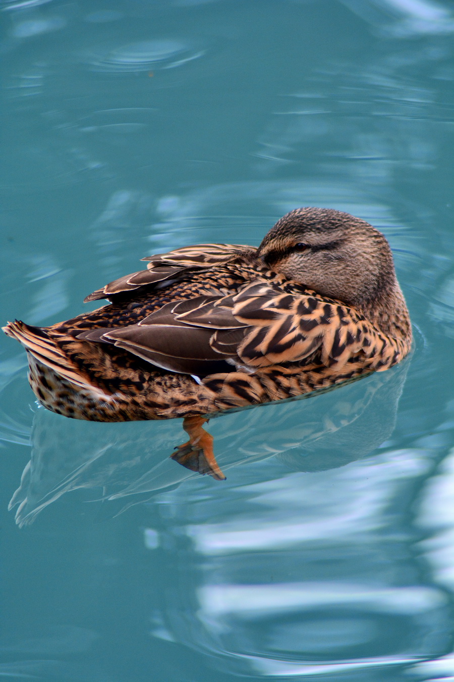 Đir 17. prosinca – uvala Maestral, Foto: Iva Perinčić