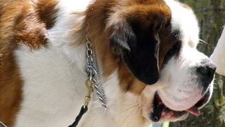 Zadar: Medjunarodna izlozba pasa CACIB 1. svibnja 2010.