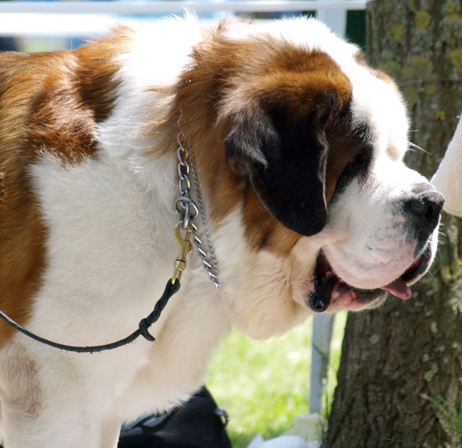 Zadar: Medjunarodna izlozba pasa CACIB 1. svibnja 2010.