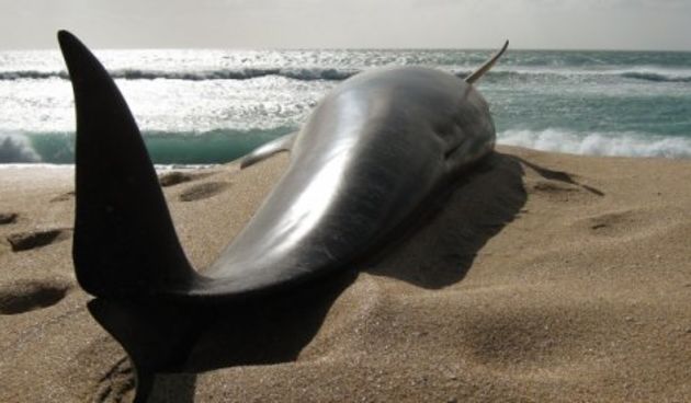 Nasukani kitovi, foto: www.blic.rs