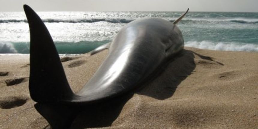 Nasukani kitovi, foto: www.blic.rs