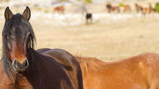 Velebitski divlji konji, Foto: Leo Banić