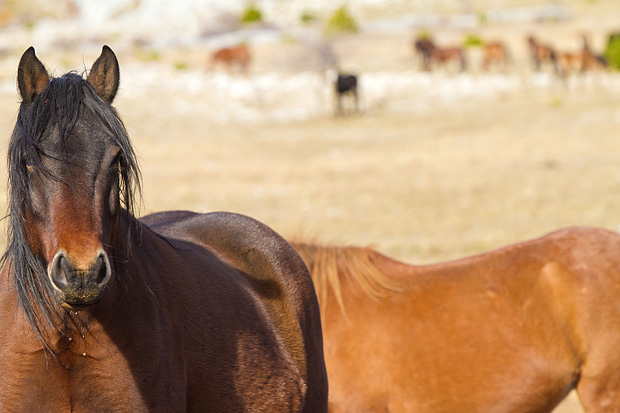 Velebitski divlji konji, Foto: Leo Banić