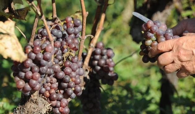 Dalmatinska zagora – Gotovo svi mjestani Dalmatinske zagore iskoristili su lijepo vrijeme za vikend kako bi pobrali grozdje koje je ove godine slabo rodilo zbog cestih nevera. Photo: Hrvoje Jelavic/PIXSELL Autor  Hrvoje Jelavic/PIXSELL Ključne riječi  vin