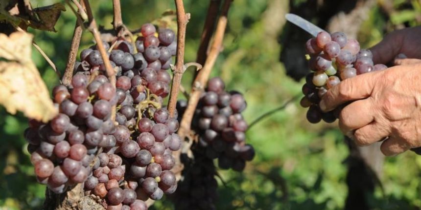 Dalmatinska zagora – Gotovo svi mjestani Dalmatinske zagore iskoristili su lijepo vrijeme za vikend kako bi pobrali grozdje koje je ove godine slabo rodilo zbog cestih nevera. Photo: Hrvoje Jelavic/PIXSELL Autor Hrvoje Jelavic/PIXSELL Ključne riječi vin Dalmatinska zagora – Gotovo svi mjestani Dalmatinske zagore iskoristili su lijepo vrijeme za vikend kako bi pobrali grozdje koje je ove godine slabo rodilo zbog cestih nevera. Photo: Hrvoje Jelavic/PIXSELL Autor Hrvoje Jelavic/PIXSELL Ključne riječi vin