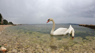 Labudovi u Bibinjama 6. svibnja 2013. Foto: Leo banić Labudovi u Bibinjama 6. svibnja 2013. Foto: Leo banić