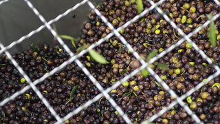 Večer u uljari, Foto: Leo Banić