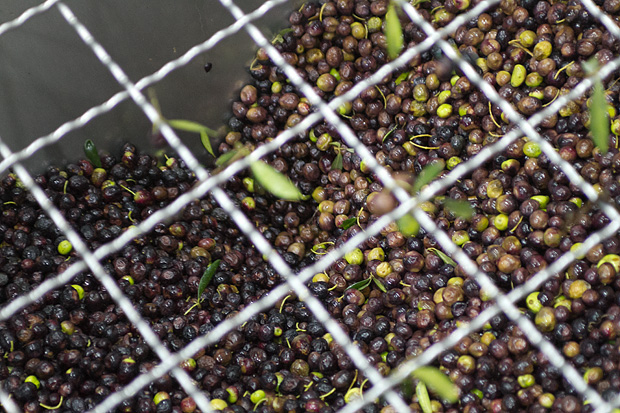 Večer u uljari, Foto: Leo Banić