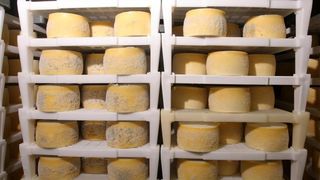 Paški sir sirane Gligora osvojio titulu najboljeg sira na svijetu, Photo: Dino Stanin/PIXSELL Paški sir sirane Gligora osvojio titulu najboljeg sira na svijetu, Photo: Dino Stanin/PIXSELL