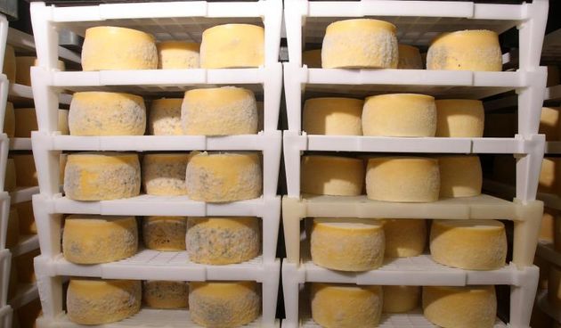 Paški sir sirane Gligora osvojio titulu najboljeg sira na svijetu, Photo: Dino Stanin/PIXSELL