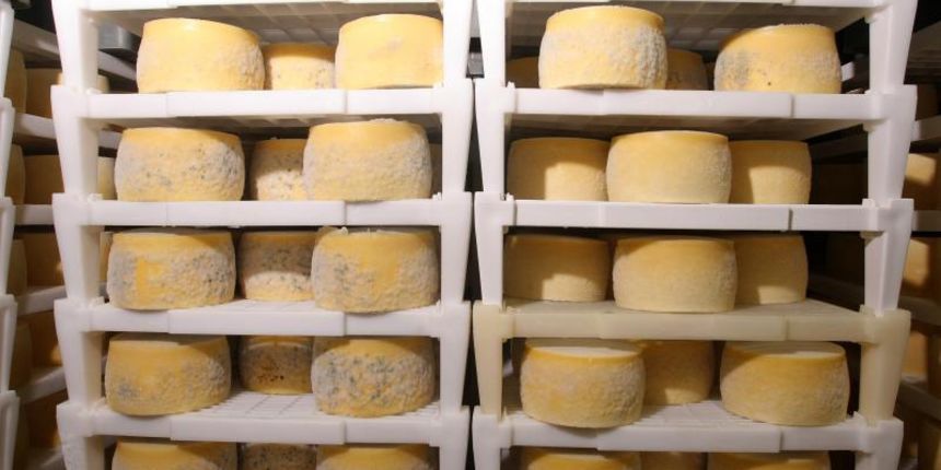 Paški sir sirane Gligora osvojio titulu najboljeg sira na svijetu, Photo: Dino Stanin/PIXSELL