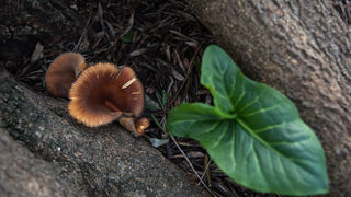 Berba maslina u Lunu, foto: V. Pesic