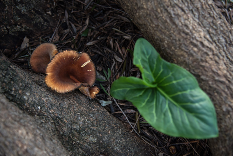 Berba maslina u Lunu, foto: V. Pesic