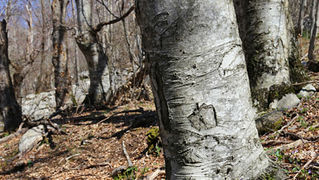Ako ste u mogućnosti za mali izlet, posjetite Stap – veliko krško polje na Južnom Velebitu, na 960 m visine, foto: Vedran Penga