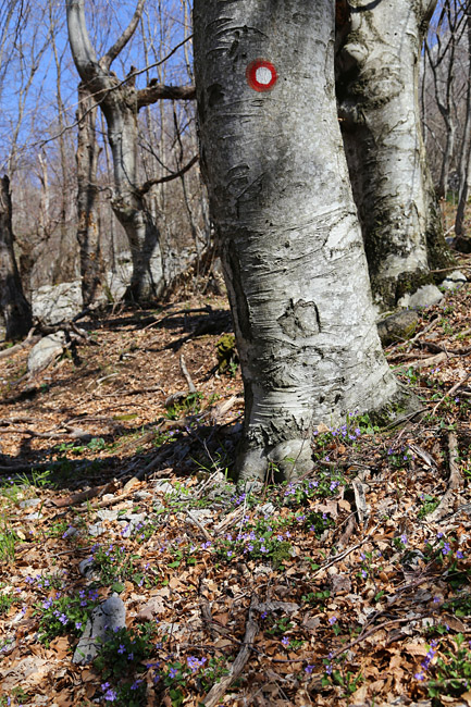 Ako ste u mogućnosti za mali izlet, posjetite Stap – veliko krško polje na Južnom Velebitu, na 960 m visine, foto: Vedran Penga