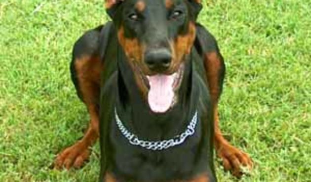 Image 1201461 (auto)