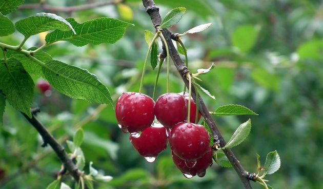 Rezidba višnje – Savjeti za uspješnu rezidbu višnje