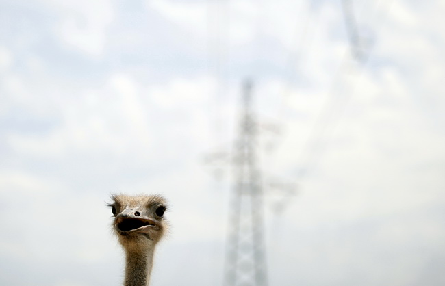 Zadar, 270510.
Prijatelji zivotinja se pobunili protiv improviziranog ZOO-a u Obrovcu. Vlasnik restorana Anita Milan Anic uz janjetinu s raznja u svojoj ponudi drzi i egzoticne zivotinje, majmune, klokane, nojeve, rode, rakune.
Foto: Jure Miskovic / CROPI Zadar, 270510.
Prijatelji zivotinja se pobunili protiv improviziranog ZOO-a u Obrovcu. Vlasnik restorana Anita Milan Anic uz janjetinu s raznja u svojoj ponudi drzi i egzoticne zivotinje, majmune, klokane, nojeve, rode, rakune.
Foto: Jure Miskovic / CROPI