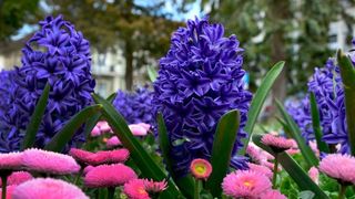 Boje i mirisi proljeća, Foto: CROPIX