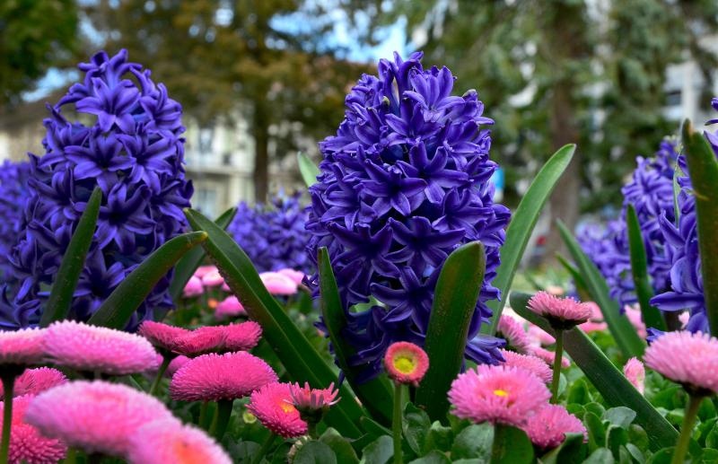 Boje i mirisi proljeća, Foto: CROPIX