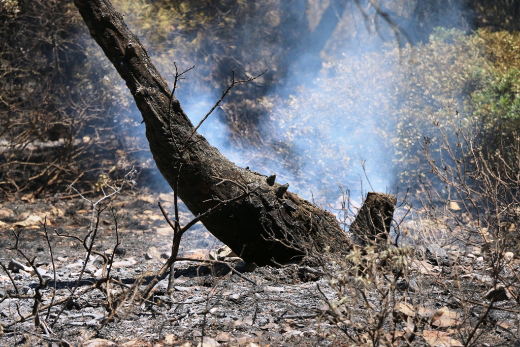 Vir: Požar u Lozicama u potpunosti ugašen Vir: Požar u Lozicama u potpunosti ugašen