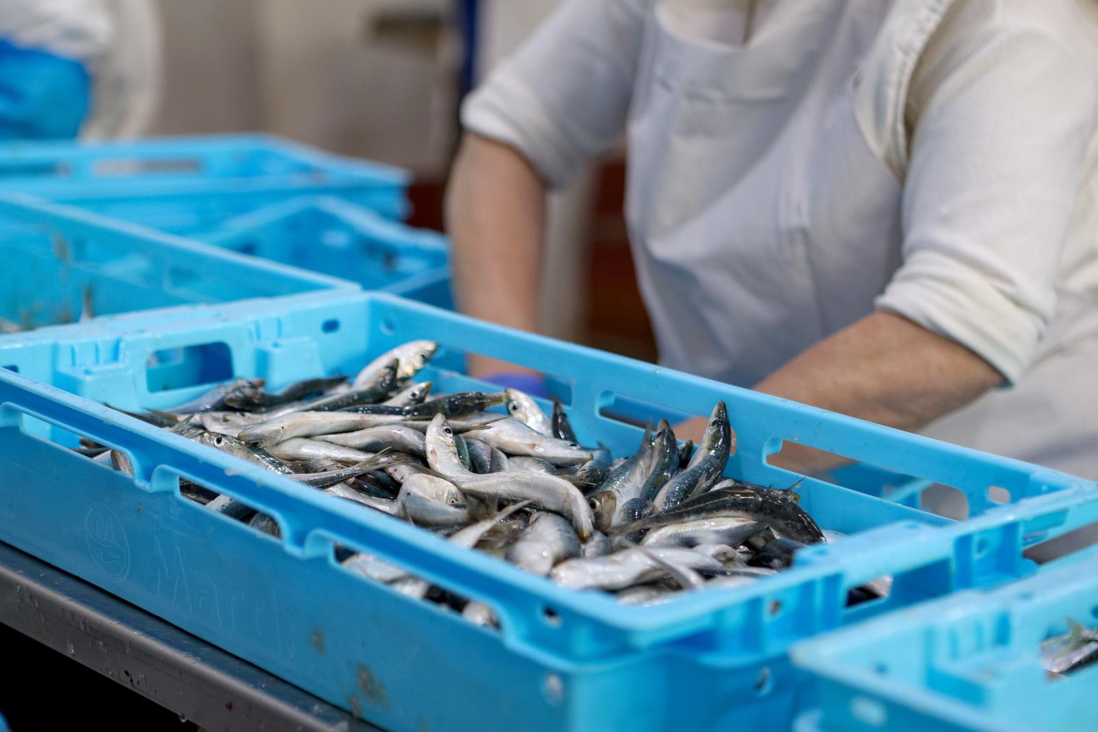 Predsjednik Milanović posjetio je tvrtku Mardešić u Salima