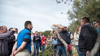 U Vrtovima lunjskih maslina održana 12. Lunjska maslinada. Foto: Vinko Pešić