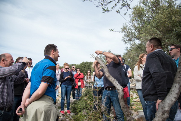 U Vrtovima lunjskih maslina održana 12. Lunjska maslinada. Foto: Vinko Pešić