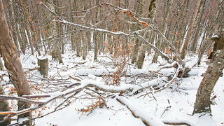 Đir do vrha Zečjak na sjevernom Velebitu, Foto: Leo Banić
