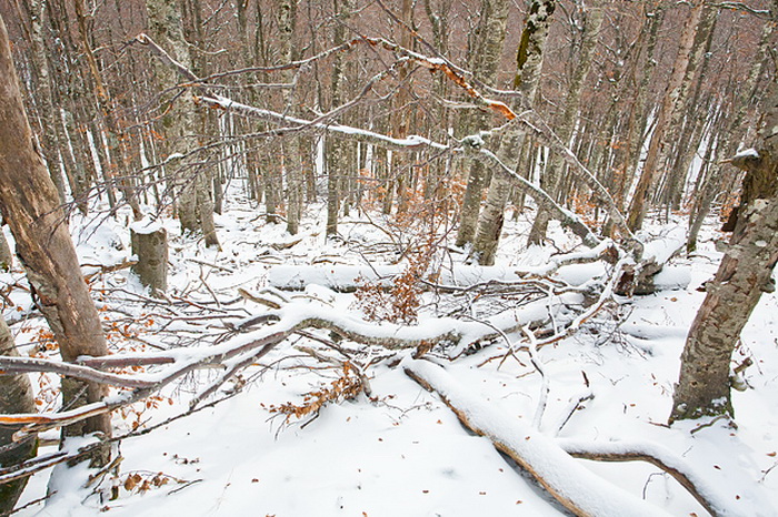 Đir do vrha Zečjak na sjevernom Velebitu, Foto: Leo Banić