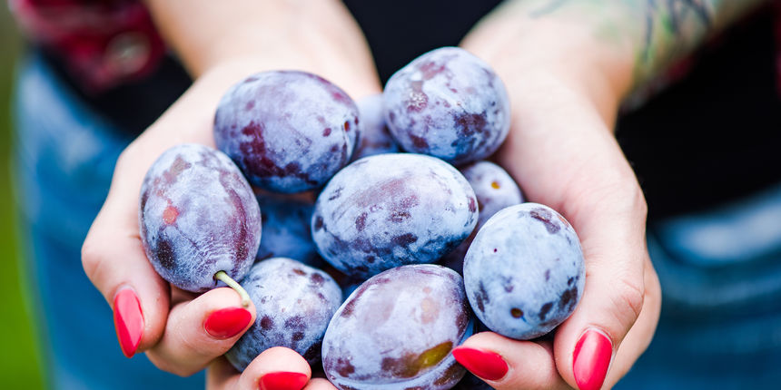 Šljive su niskokalorične, hranjive i ukusne. Lužnato su voće bogato kalijem te su bitan faktor u snižavanju kiselosti tijela. Sadrže pektin koji snižava kolesterol i rješava zatvor. Šljive jačaju imunitet. Šljive su niskokalorične, hranjive i ukusne. Lužnato su voće bogato kalijem te su bitan faktor u snižavanju kiselosti tijela. Sadrže pektin koji snižava kolesterol i rješava zatvor. Šljive jačaju imunitet.