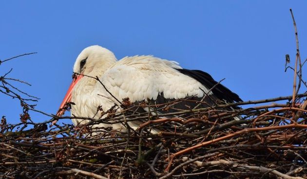 Roda Malena u Brodskom Varošu nestrpljivo čeka svog Klepetana. Photo: Ivica Galović/PIXSELL