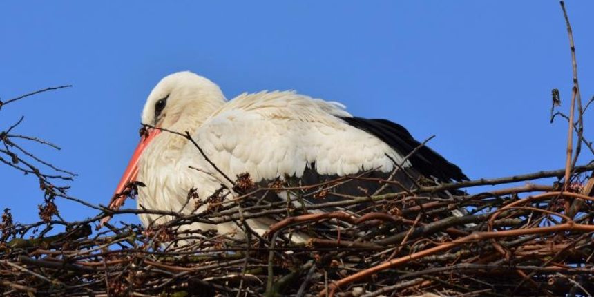 Roda Malena u Brodskom Varošu nestrpljivo čeka svog Klepetana. Photo: Ivica Galović/PIXSELL Roda Malena u Brodskom Varošu nestrpljivo čeka svog Klepetana. Photo: Ivica Galović/PIXSELL
