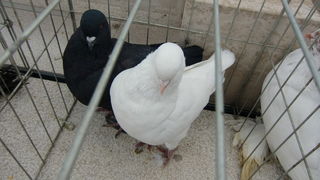 Izložba golubova na Poljani Ivana Pavla II. Izložba golubova na Poljani Ivana Pavla II.