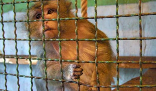 Split traži novi sadržaj na Marjanu – Prijatelji životinja: Izaberite projekt bez iskorištavanja životinja