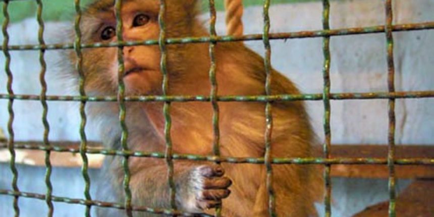 Split traži novi sadržaj na Marjanu – Prijatelji životinja: Izaberite projekt bez iskorištavanja životinja