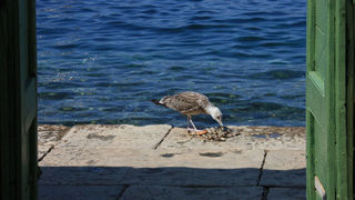 Image 1117655 (auto)