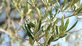 Lun: u posjeti tisućljetnom masliniku, Foto: Luka Stanzl/PIXSELL Lun: u posjeti tisućljetnom masliniku, Foto: Luka Stanzl/PIXSELL