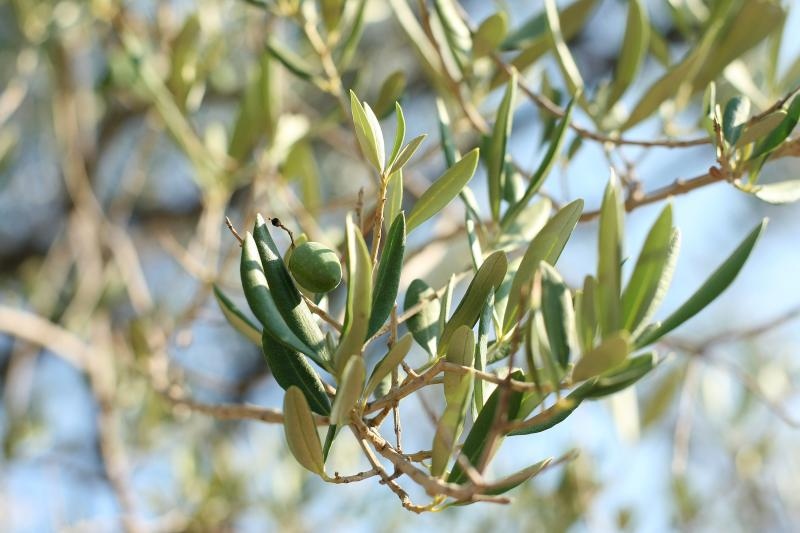 Lun: u posjeti tisućljetnom masliniku, Foto: Luka Stanzl/PIXSELL Lun: u posjeti tisućljetnom masliniku, Foto: Luka Stanzl/PIXSELL