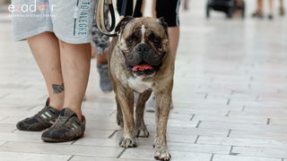 Đir po gradu, utorak 9. srpnja 2019. Đir po gradu, utorak 9. srpnja 2019.