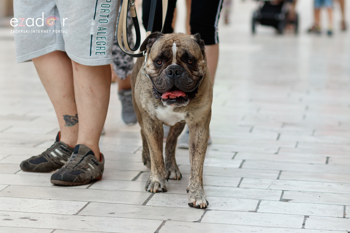 Đir po gradu, utorak 9. srpnja 2019. Đir po gradu, utorak 9. srpnja 2019.